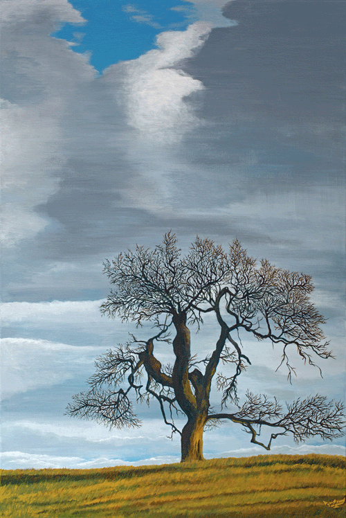 Sonora Oak